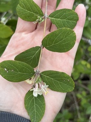 Lonicera fragrantissima