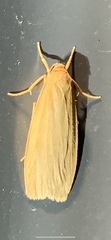 Eilema plana