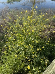 Brassica juncea
