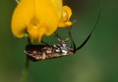 Adela australis