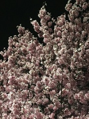 Prunus campanulata