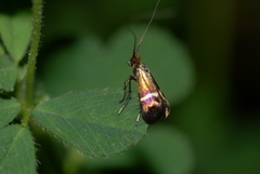 Adela australis
