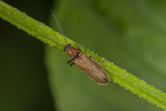 Denticollis linearis