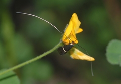 Medicago rigidula