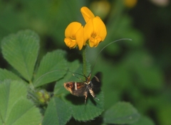 Adela australis