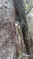 Angraecum linearifolium