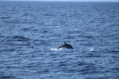 Stenella coeruleoalba