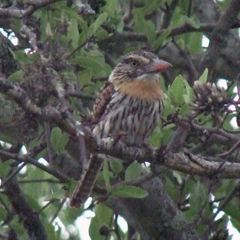 Nystalus maculatus striatipectus