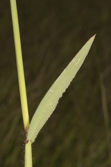Digitaria