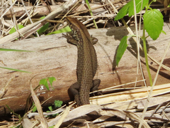 Algyroides moreoticus