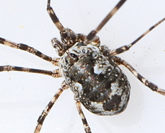 Mitopus glacialis
