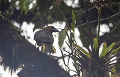 Psarocolius angustifrons