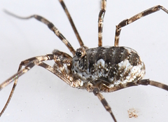 Mitopus glacialis