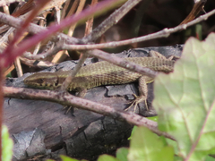 Algyroides moreoticus