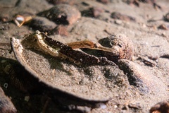 Syngnathidae