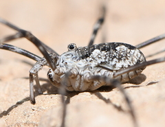 Mitopus glacialis