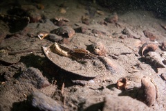 Syngnathidae