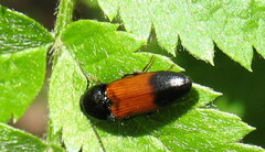 Ampedus balteatus