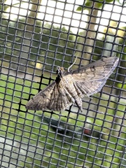 Nacoleia