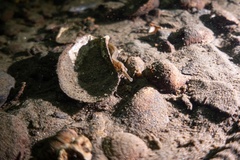 Syngnathidae