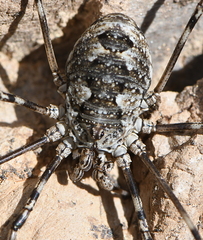 Mitopus glacialis