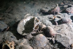 Syngnathidae