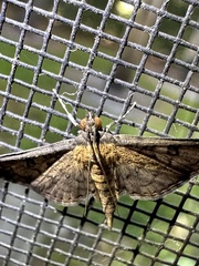 Nacoleia