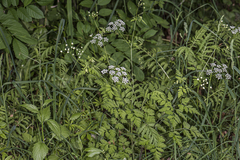 Chaerophyllum temulum