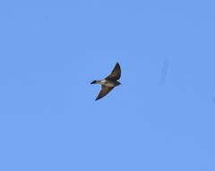 Stelgidopteryx serripennis