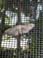 Nacoleia