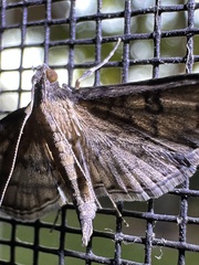 Nacoleia