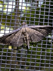 Nacoleia