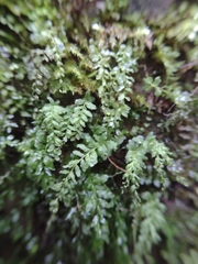 Plagiomnium undulatum