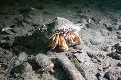 Pagurus bernhardus
