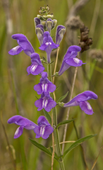 Scutellaria integrifolia