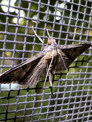 Nacoleia