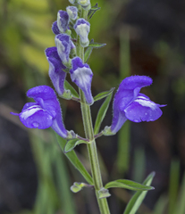 Scutellaria integrifolia