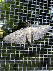 Nacoleia