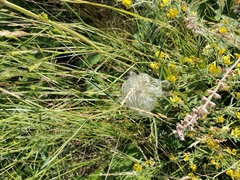 Clematis integrifolia