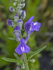 Scutellaria integrifolia