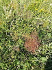 Trinia multicaulis