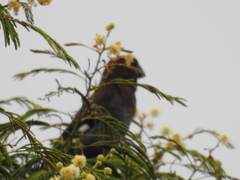 Amblyospiza albifrons