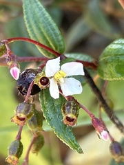 Miconia crotonifolia