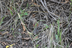 Tchagra australis