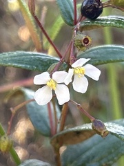 Miconia crotonifolia