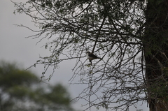 Eurocephalus anguitimens