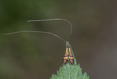Nemophora degeerella