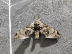 Daphnusa