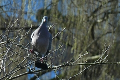 Columba palumbus