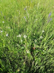 Clematis integrifolia